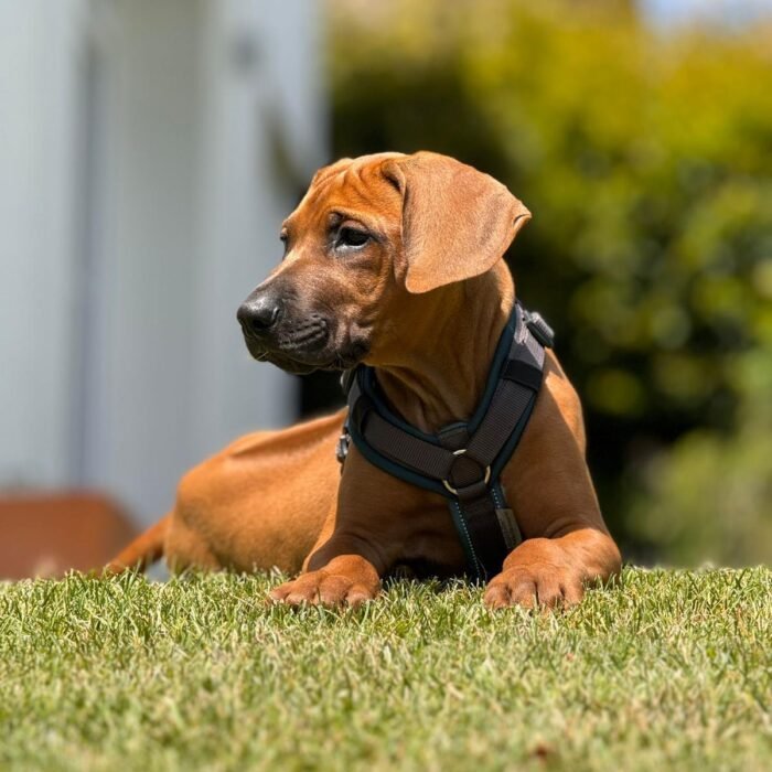 Gruppenunterricht in der Hundeschule Dreieich