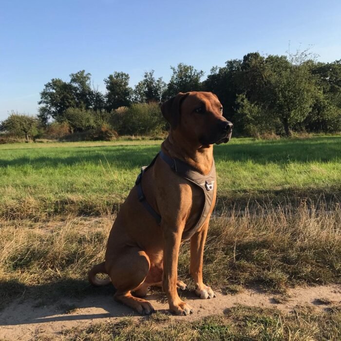 Hundeschule mobil und Permission Paws – Hundetrainer/in Training Dreieich, Offenbach, Preise