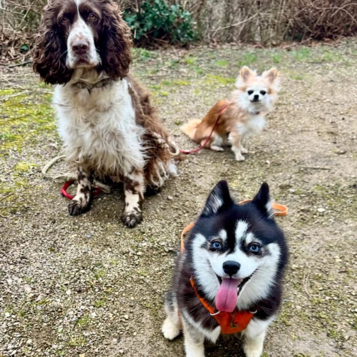 Mobile Hundeschule und Hundetrainer/in in Dreieich – Permission Paws, Preise, Training