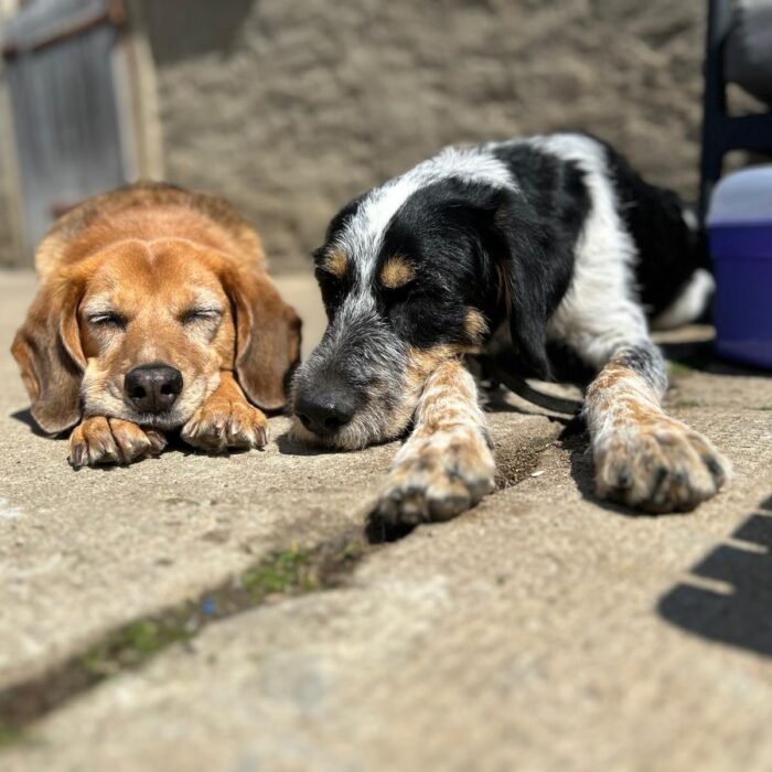 Informationen zu Preisen der Hundeschule in Dreieich