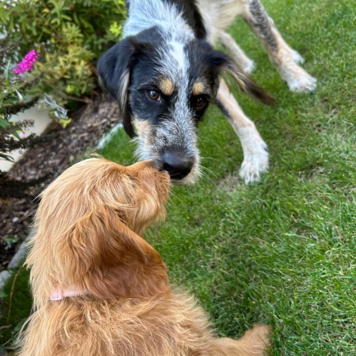 Zertifizierter Hundetrainer in Dreieich