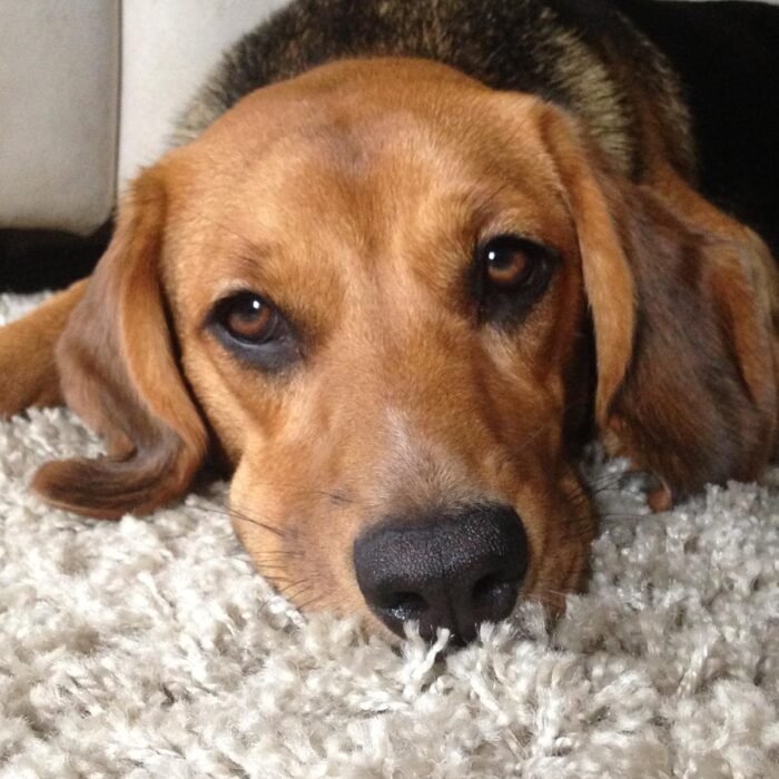 Professionelles Hundetraining in Dreieich und Frankfurt
